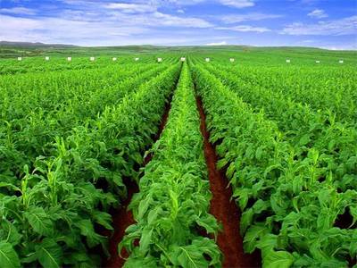 烟草工程 揭开小众专业的就业面纱